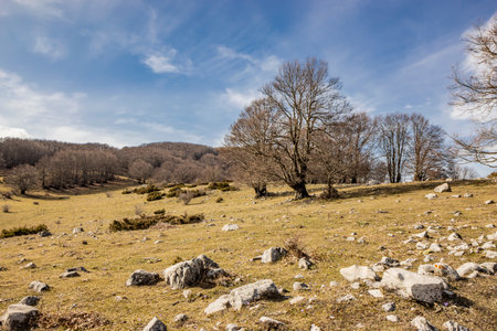 A beech forest, in Campo Felice, Italy. On the mountains of the Abruzzo Apennines. The bare trees in winter, the clear blue sky, the grassy hills, bushes, shrubs and rocks.の写真素材