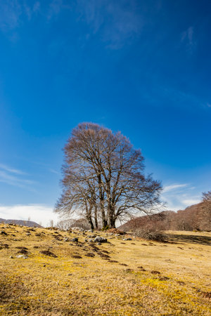 A beech forest, in Campo Felice, Italy. On the mountains of the Abruzzo Apennines. The bare trees in winter, the clear blue sky, the grassy hills, bushes, shrubs and rocks.の写真素材