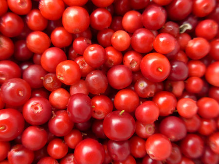 lingonberryの写真素材