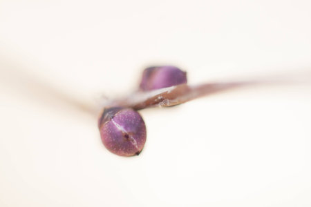 leaf bud, macro close upの写真素材