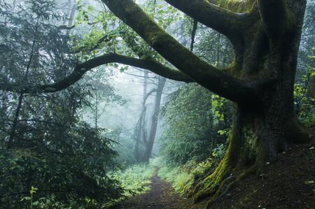 A path through a mysterious misty forest.の写真素材