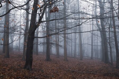 A spooky forest in winter on a moody, atmospheric foggy winters dayの写真素材
