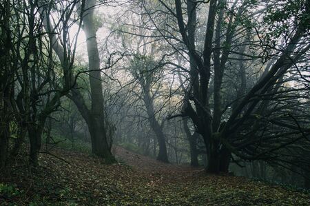 Looking along a path through a forest of winter trees on a foggy, moody day.の写真素材