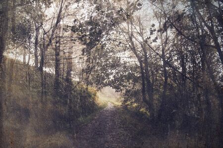 A spooky path going into a forest on a foggy day, with a blurred, abstract, grunge, vintage double exposure edit.の写真素材