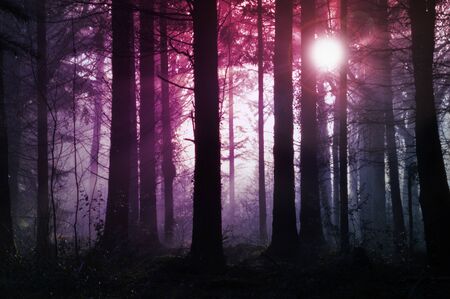 A spooky misty winters forest. With mysterious coloured lights silhouetting the trees. の写真素材