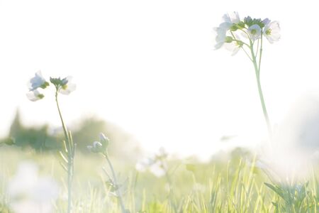 A double exposure of a close up the white flowers of the Cuckoo Flower (Cardamine pratensis) in a meadow, With an abstract, experimental dream like edit.の写真素材