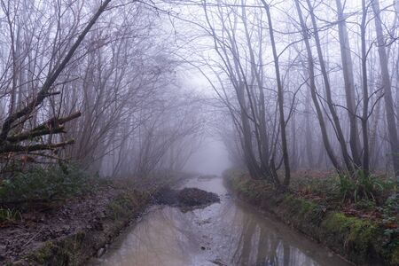 A muddy wet path through a spooky forest. On a foggy, winters dayの写真素材