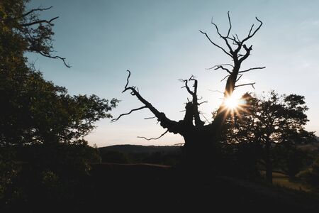 An ancient oak tree in the English countryside. A site for pagan offerings. Malvern Hills, UK