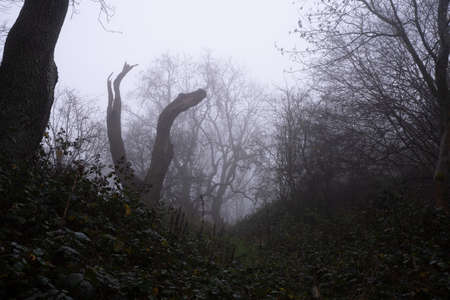 A dead tree on the edge of a spooky forest on a foggy winters dayの写真素材