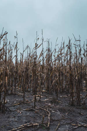 A dead crop of sweet corn blowing in the wind. On a bleak winters day in the countrysideの写真素材