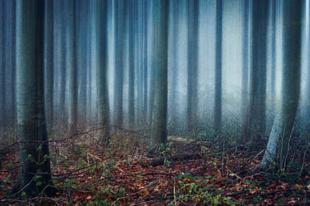 An atmospheric woodland of trees in a forest on a spooky, foggy autumn day, With a blurred, textured...