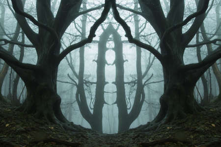 A symmetrical edit of a spooky forest. With trees silhouetted on a moody foggy winters dayの写真素材