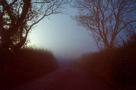 A spooky , atmospheric edit. Of a country lane. With trees silhouetted against the fog. On a eerie winters nightの写真素材