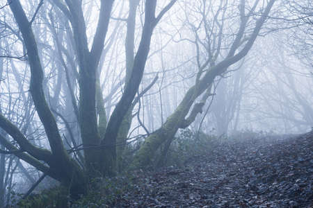 A path going through a spooky forest on a moody foggy winters day