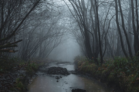 Trees silhouetted along a wet muddy path through a spooky forest. On a foggy winters dayの写真素材