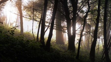 A mysterious forest. backlighted with the trees silhouetted by the sun. On a foggy summer evening.の写真素材