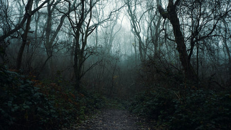 A path through a mysterious forest on a spooky winters day. With fog creating silhouetted branches. With a dark moody editの写真素材