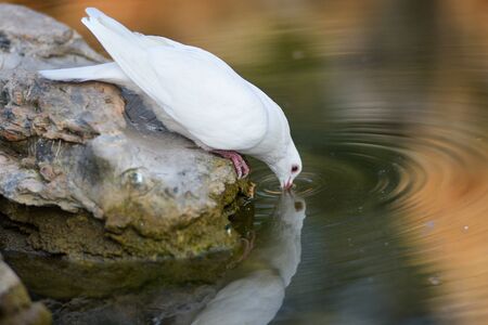 Quenching Thirst, Symbol of peaceの写真素材
