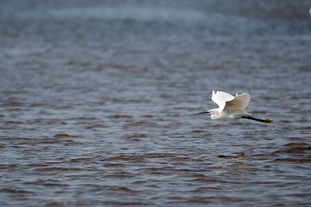 Egret Flying above the sea in search of foodの写真素材