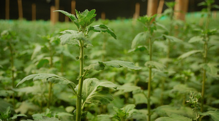 Young seed Chrysanthemum plant inside greenhouse. Taken at Malang Chrysanthemum farm, Malang, east Java, Indonesiaの写真素材