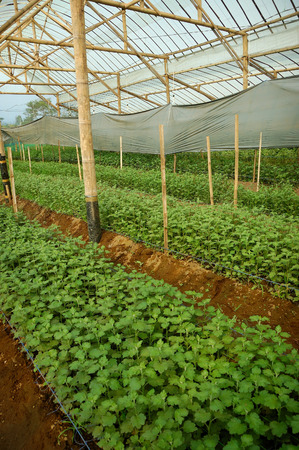 Young seed Chrysanthemum plant inside greenhouse. Taken at Malang Chrysanthemum farm, Malang, east Java, Indonesiaの写真素材