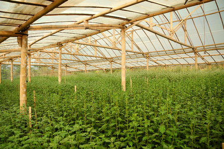 Chrysanthemum farm inside greenhouse. Taken at Malang Chrysanthemum farm, Malang, east Java, Indonesiaの写真素材