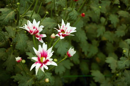 Pink White blossom Chrysanthemum farm inside greenhouse. Taken at Malang Chrysanthemum farm, Malang, east Java, Indonesiaの写真素材