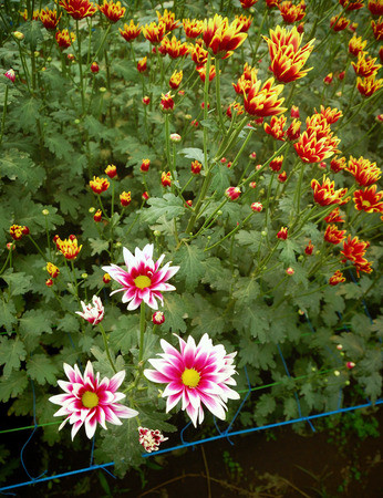 Chrysanthemum farm inside greenhouse. Taken at Malang Chrysanthemum farm, Malang, east Java, Indonesiaの写真素材