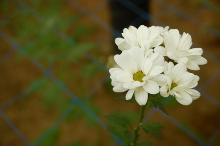 White blossom Chrysanthemum farm inside greenhouse. Taken at Malang Chrysanthemum farm, Malang, east Java, Indonesiaの写真素材