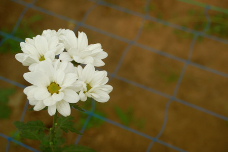 White blossom Chrysanthemum farm inside greenhouse. Taken at Malang Chrysanthemum farm, Malang, east Java, Indonesiaの写真素材