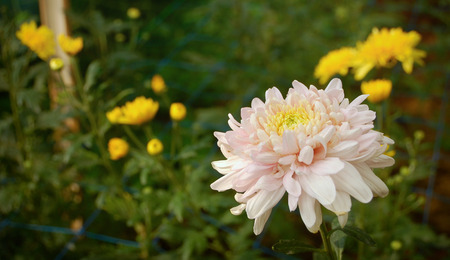 White Yellow blossom Chrysanthemum farm inside greenhouse. Taken at Malang Chrysanthemum farm, Malang, east Java, Indonesiaの写真素材