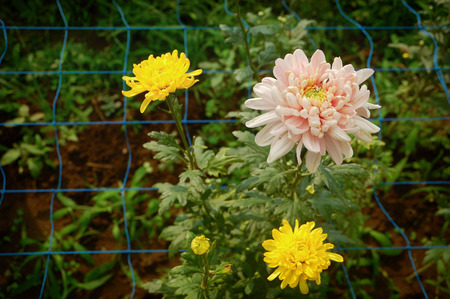 White Yellow blossom Chrysanthemum farm inside greenhouse. Taken at Malang Chrysanthemum farm, Malang, east Java, Indonesiaの写真素材