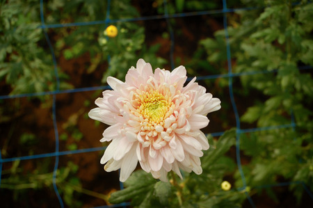 White Yellow blossom Chrysanthemum farm inside greenhouse. Taken at Malang Chrysanthemum farm, Malang, east Java, Indonesiaの写真素材