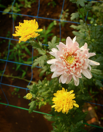White Yellow blossom Chrysanthemum farm inside greenhouse. Taken at Malang Chrysanthemum farm, Malang, east Java, Indonesiaの写真素材