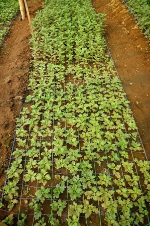 Chrysanthemum farm inside greenhouse. Taken at Malang Chrysanthemum farm, Malang, east Java, Indonesiaの写真素材