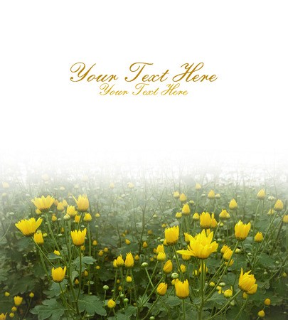 Chrysanthemum flower image card or cover with textの写真素材