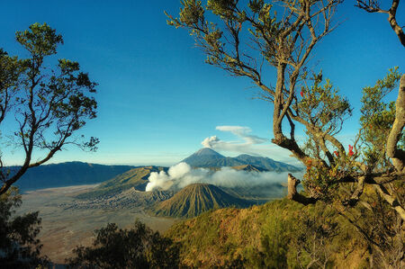 Bromo mountain with branch tree foreground, taken at East Java, Indonesiaの写真素材