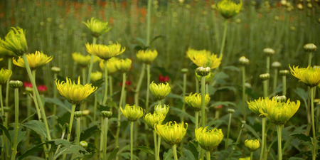 Yellow blossom Chrysanthemum farm inside greenhouse. の写真素材