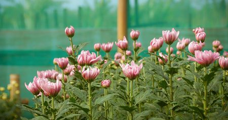 Pink White blossom Chrysanthemum farm inside greenhouse. の写真素材