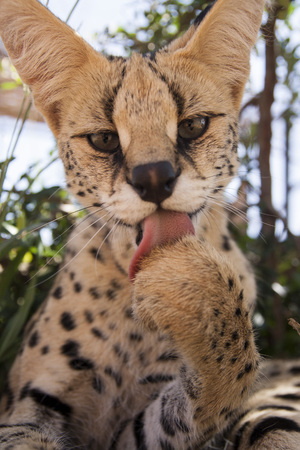 Serval catの写真素材