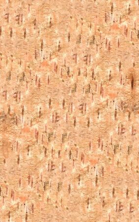 Natural bark of birch back texture useful for backgroundの写真素材