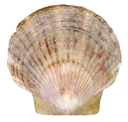 Scallop seashell from ocean isolated on white background