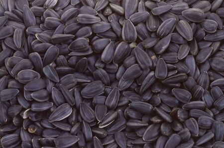 Gray sunflower seeds texture to background
の写真素材