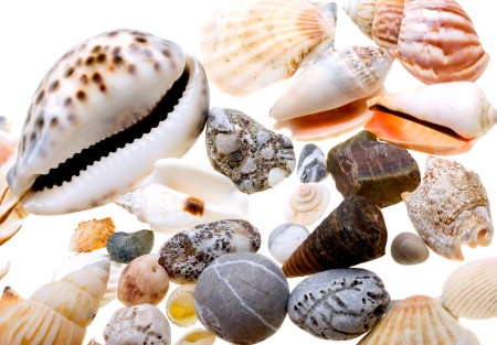 Beautiful seashells isolated on white background