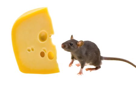 Funny rat and cheese isolated on white backgroundの写真素材