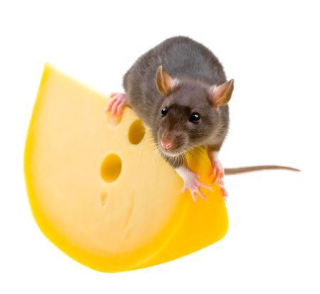 Funny rat and cheese isolated on white backgroundの写真素材