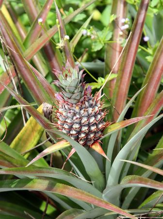 Pineapple fruit on the bushの写真素材