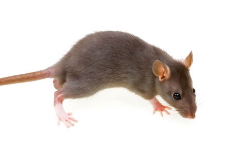 Funny rat isolated on white backgroundの写真素材