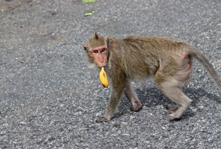 Wickedness monkey with banana, Pattaya, Thailandの写真素材
