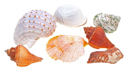 Beautiful seashells isolated on white backgroundの写真素材